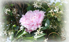 Peonia e gelsomini.