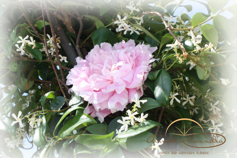 Peonia e gelsomini.